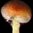 1282TrayOfShroomsIcon.jpg