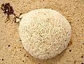 coral.jpg