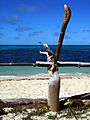 fijifence.jpg