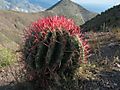 redspikescactus.jpg