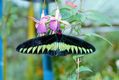 604butterfly.jpg