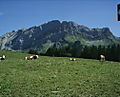 cows2.JPG