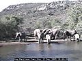 elephnatsbabys.jpg