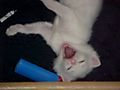 yawn.jpg