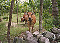 cowdoyoudosm.jpg