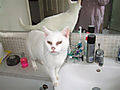 DSCF0438.jpg