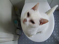 DSCF0442.jpg