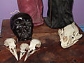 DSCF0403.jpg