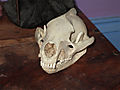 DSCF0404.jpg