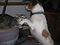 IMG_0611.JPG