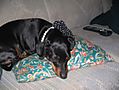 IMG_0826.JPG
