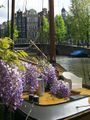 1purpleflowers.jpg