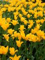 1yellowtulips.jpg