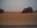 353desert_trees1.jpg