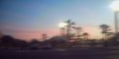 353double_palm_trees.jpg