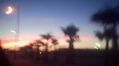353light_and_palm_trees.jpg