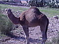 DSC02496.JPG