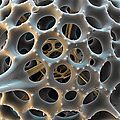 Protista_radiolarian06.jpg