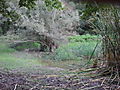 laketree.jpg