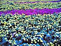 flowerss.jpg