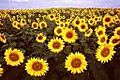 sunflower1.jpg
