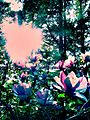 flying_lotuses.jpg