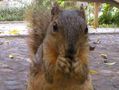 22780SquFatPuppy01_01.JPG