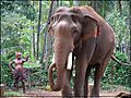 An_Elephant_at_Guruvayoor_Temple.JPG