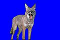 Coyote_485048.jpg