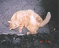 fatcat.jpg