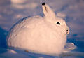 th_arctic-hare.jpg