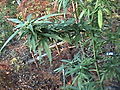 DSC02421.JPG