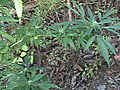 DSC02422.JPG