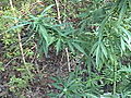 DSC02423.JPG