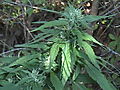 DSC02669.JPG