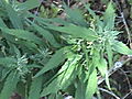 DSC02675.JPG