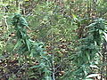 DSC02680.JPG