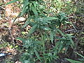 DSC02681.JPG