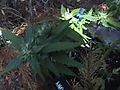 DSC02683.JPG