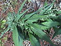 DSC02693.JPG