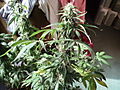 Imported_Photos_00679.JPG