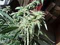 Imported_Photos_00684.JPG