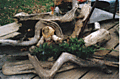 My_Buds_On_Driftwood_2003.gif