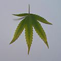 yellowing_leaf_with_brown_spots_at_tips.JPG