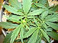 canopy.jpg