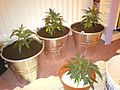 repot_2.jpg