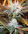 2006-03-06_02.jpg