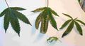 16454Leaves2.jpg
