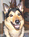 mydog.jpg