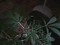 Picture_11.jpg
